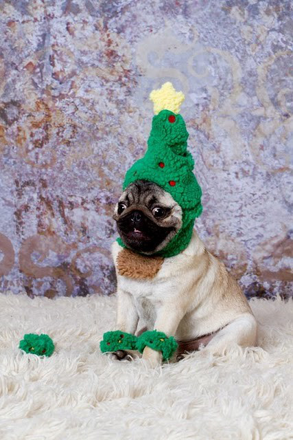 pug-as-christmas-tree.jpeg