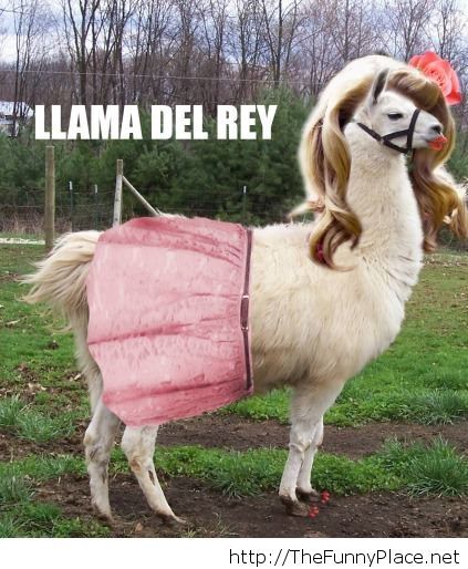 Like-a-boss-llama.jpg