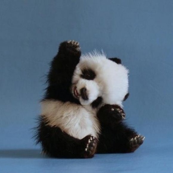 baby panda