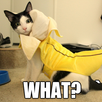 cat-banana-meme.png