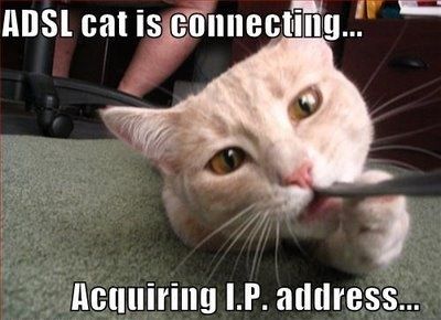 LOLcat-ADSL-cat-is-connnecting.jpg