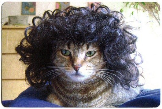 funny-cats-in-wigs-photos3.jpg