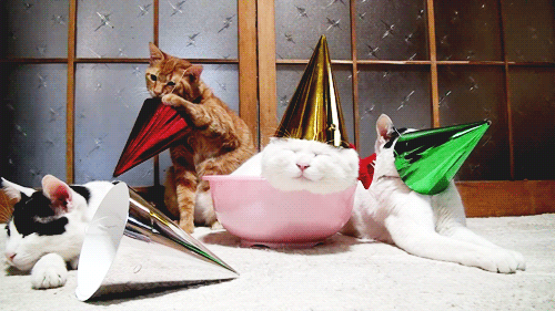 happy-birthday-cat.gif
