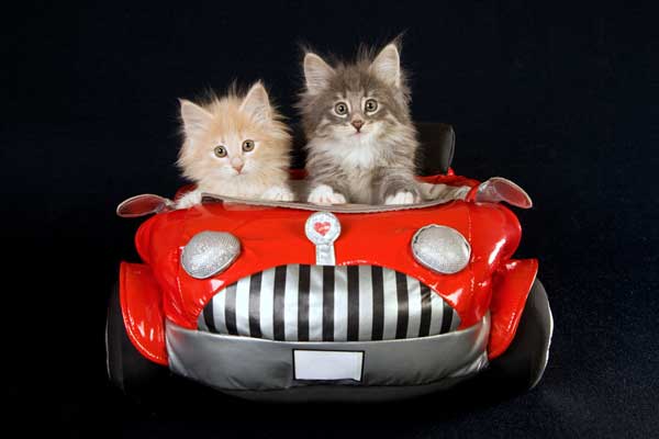 kittens-in-car.jpg