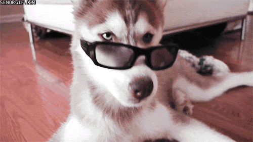 Pet-Dog-With-Eyeglass-Funny-Gif-Image.gif