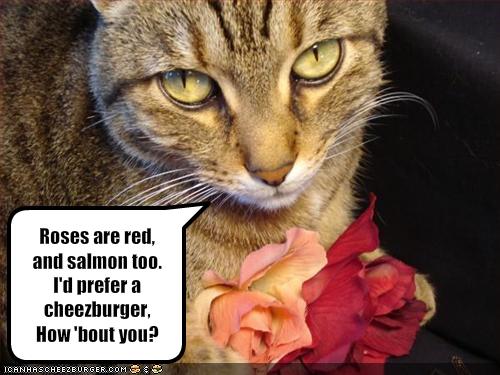 Funny-Valentines-Pictures.jpg