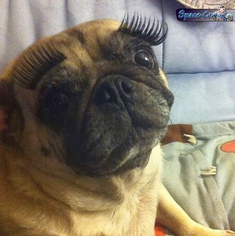 Pug with eyelashes funny dog picture.jpg