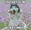Can't see me I'm a flower.jpg