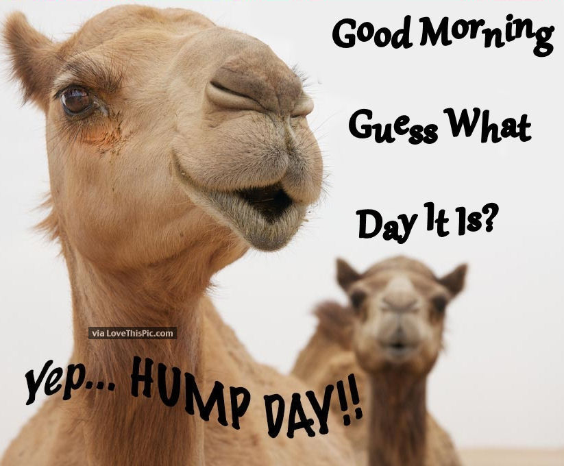 255595-Good-Morning-Guess-What-Day-It-Is.-Yep-Hump-Day-.jpg