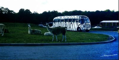 llama bus.JPG