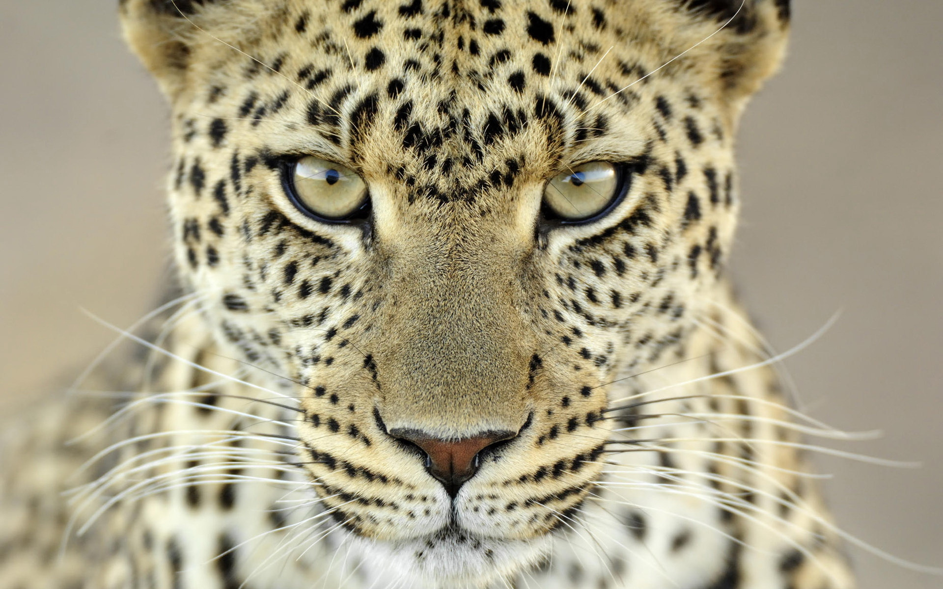 jaguar-animal-face-wallpaper-2.jpg