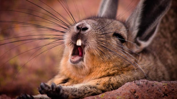 yawning_-mountain_viscacha.jpg