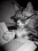 book cat.jpg