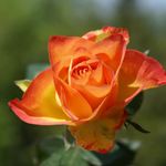 orange-roses-rose-flower-pictures-218.jpg