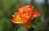 orange-roses-rose-flower-pictures-218.jpg