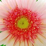 gerbera_daisy_closeup_1024x_768__jpg_Wallpaper_exx38.jpg