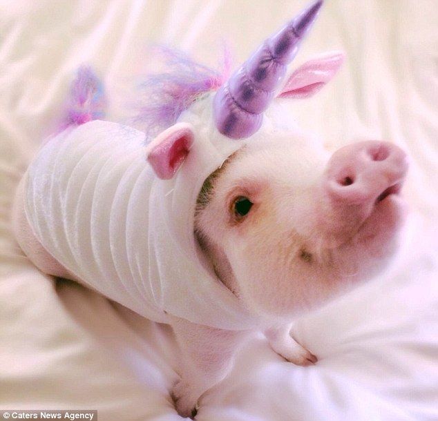 unicorn pig.jpg