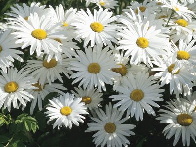 daisy-white.jpg