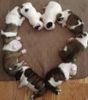 puppies hearts.JPG