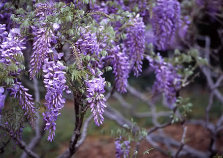 wisteria.jpg