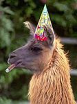 200px-Llama-cigar-1.jpg