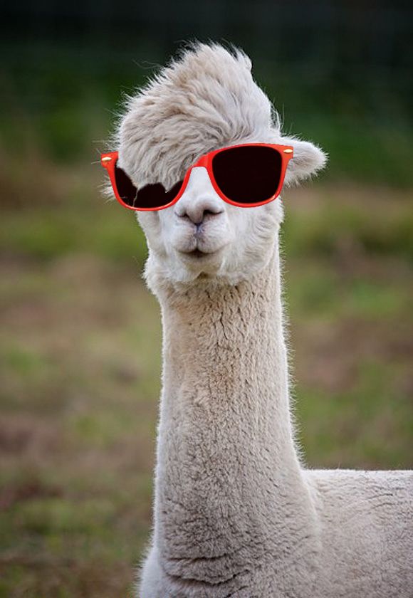 The Llama Thread 