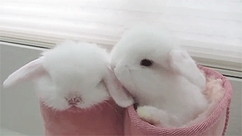 can't forget the floofy buns