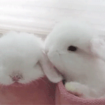 can't forget the floofy buns