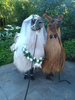 Mr & Mrs Llama