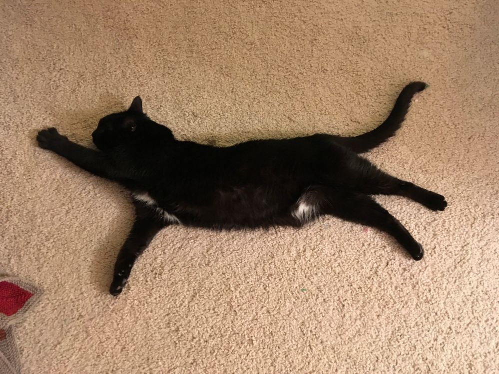 Cat yoga.
