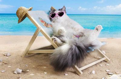 cat-beach-lounge-chair2