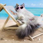cat-beach-lounge-chair2