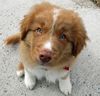 emmet-the-nova-scotia-duck-tolling-retriever-1_58967_2011-06-02_w450.jpg