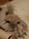 LapinBun