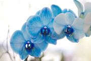 tealorchids