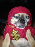 pitbullmama
