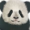 PandAlaina