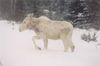 Spotted albino moose