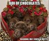 box of puppies.JPG