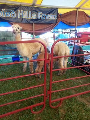 Alpaca family; baby nursing