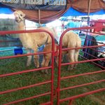 Alpaca family; baby nursing