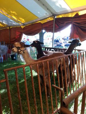 3 alpacas; I petted the one in front while the owner held it (they're skittish)