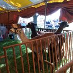 3 alpacas; I petted the one in front while the owner held it (they're skittish)