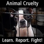 fight-animal-cruelty.jpg