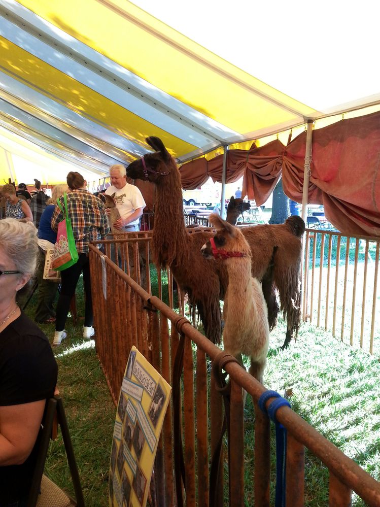 Llama dad & baby