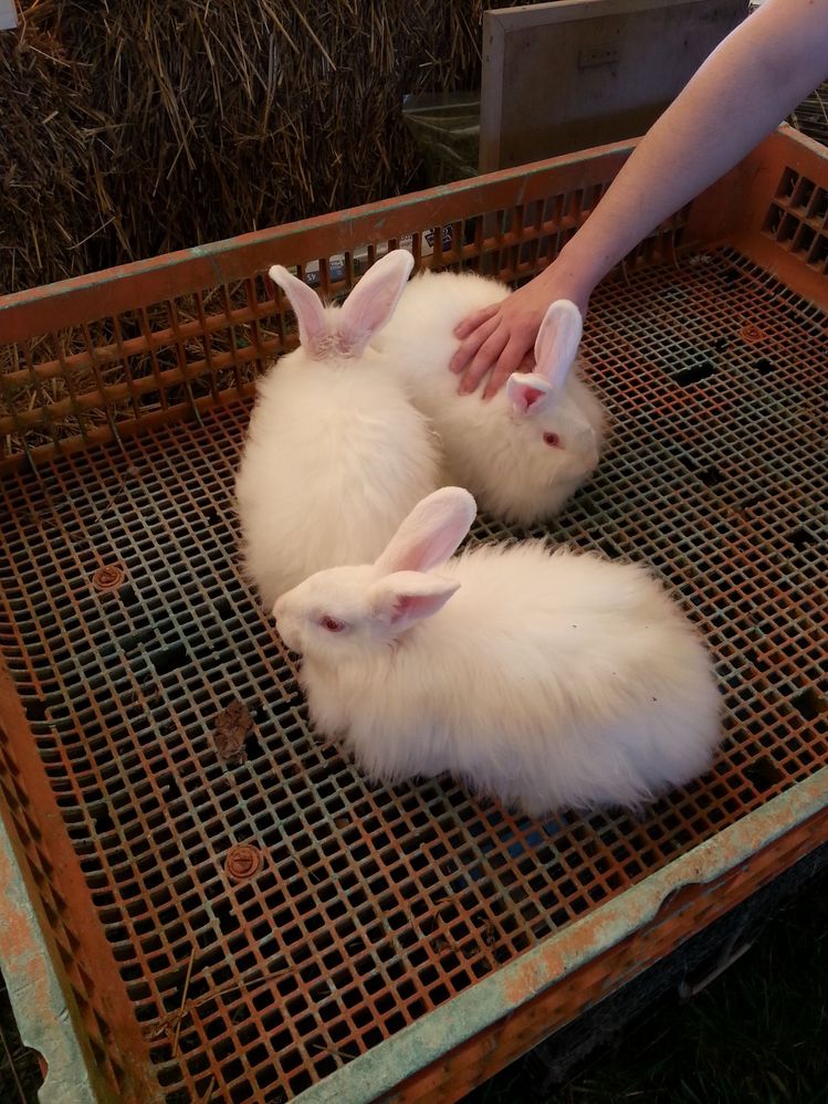 3 cute bunnies I petted (not my hand) - incredibly soft!