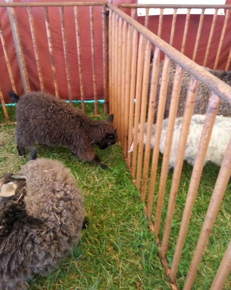 These two baby sheep were playing through the fence.