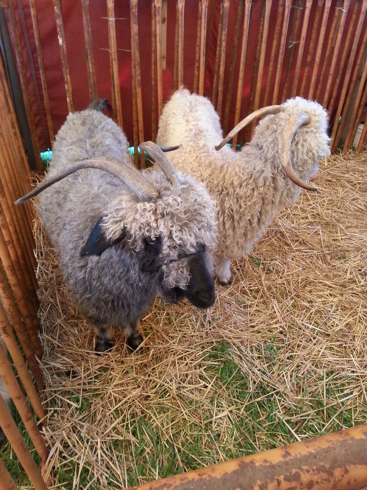 I love sheep!  There are shearing demos over the two-day event.