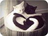 black-and-white-cat-cats-cute-heart-hug-Favim.com-108014_large.jpg