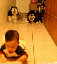 dogcrawling.gif